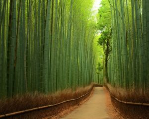 best bamboo sheets