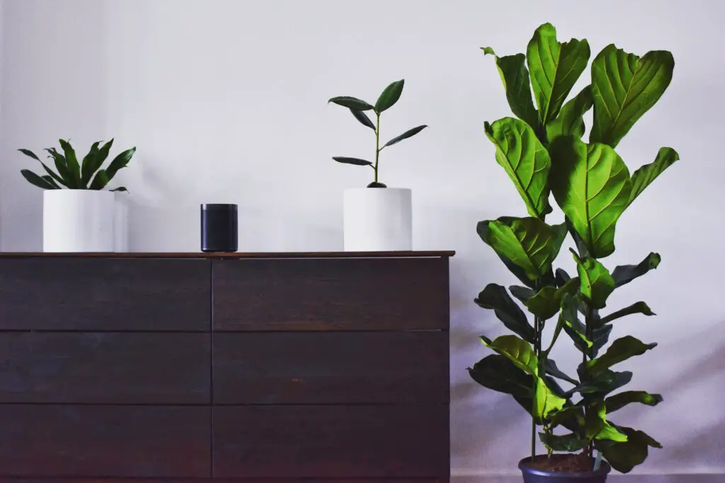 a dark toned cabinet with plants