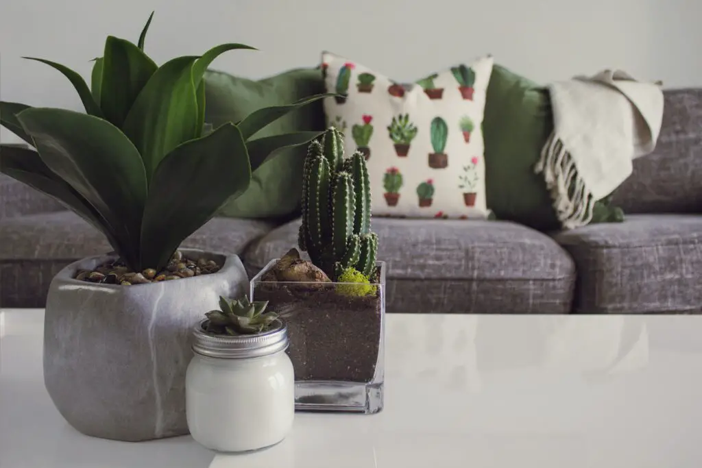 A picture of plants with furniture and pillows