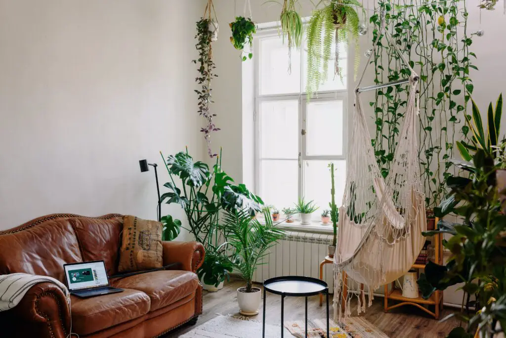 A living room with sofa and hanging plants