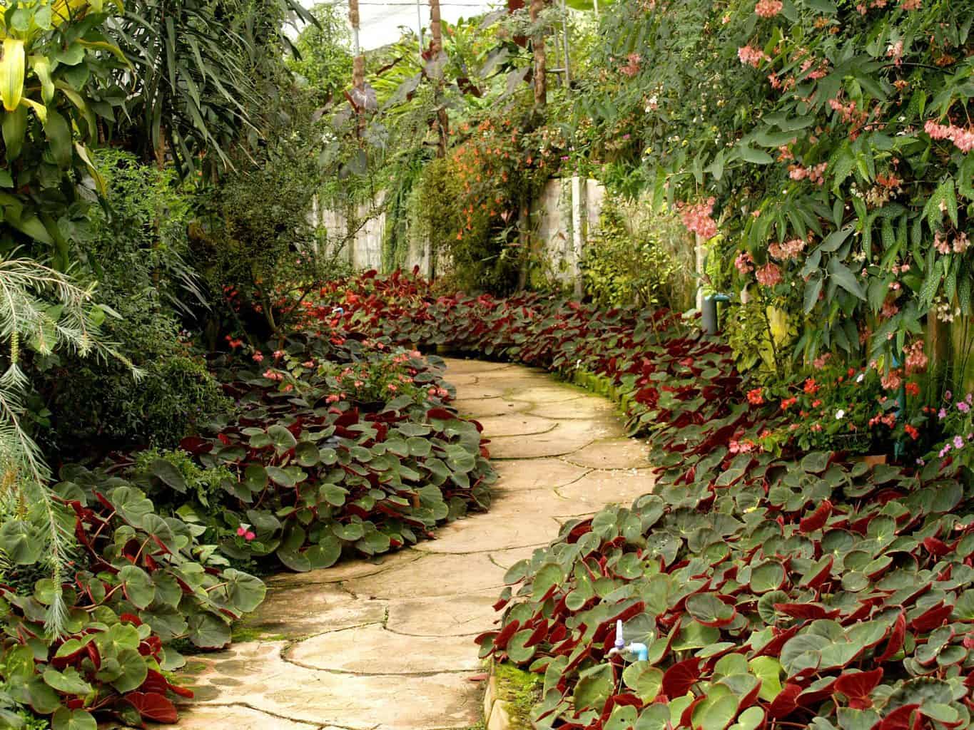 Garden path with pattern on path