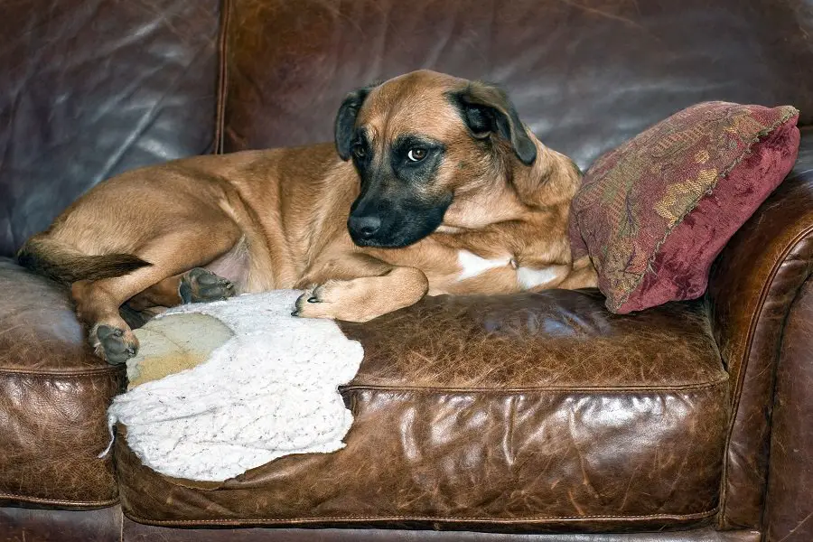 Dog chews hole in brown leather sofa