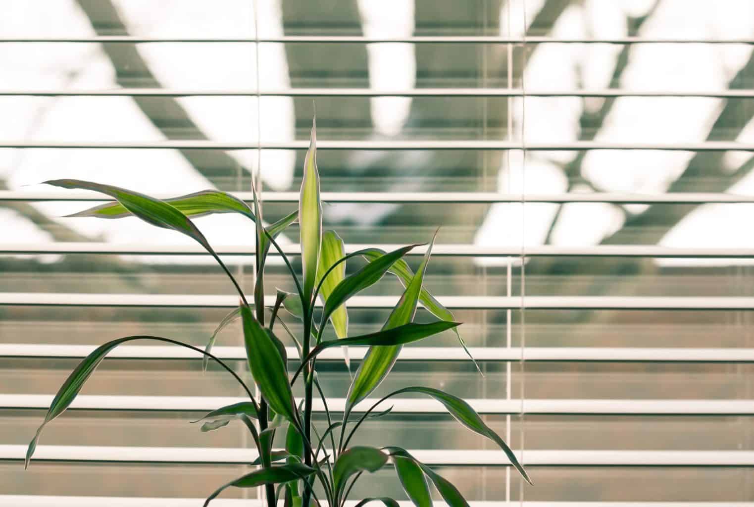 Opened white blinds with a small plant