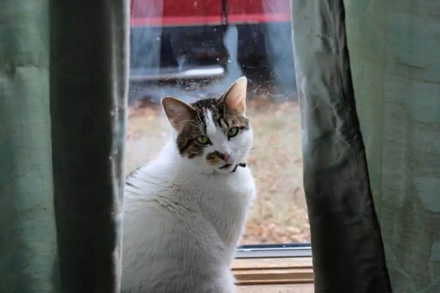 An image of a cat sitting by the window