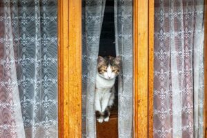 An image of a cat sitting between window curtains